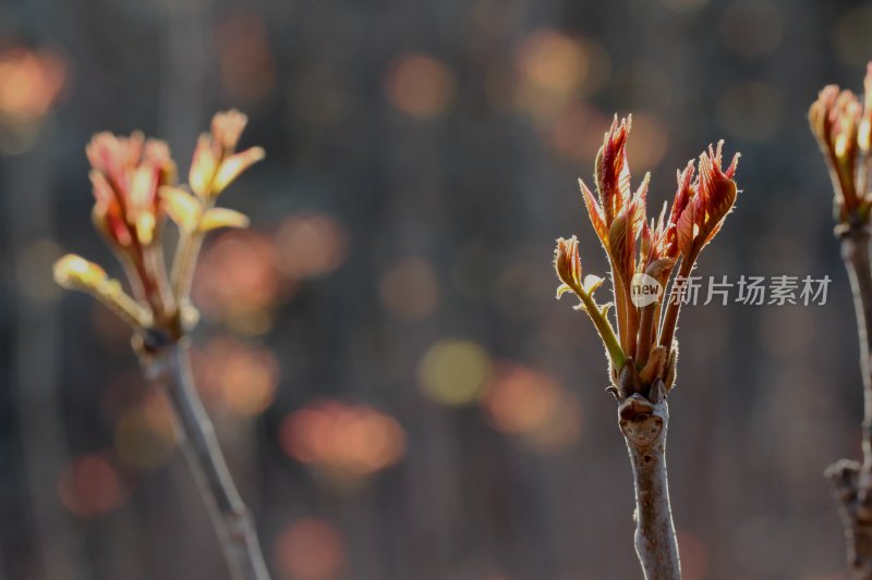 香椿芽春天