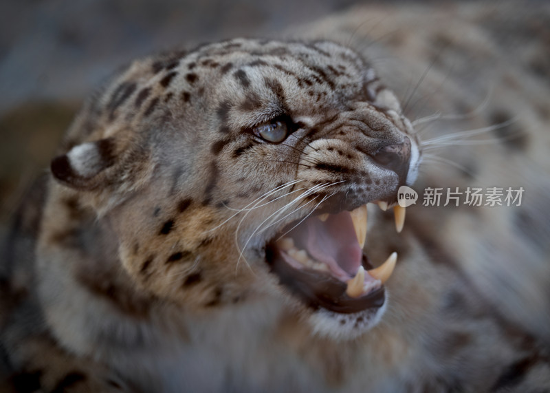 甘肃省酒泉市阿克塞县野生动物救助站的雪豹