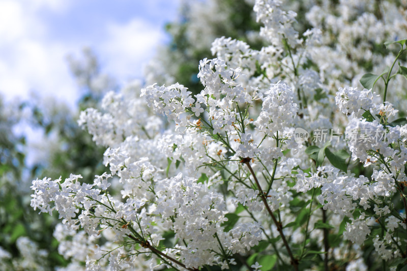 白色丁香花