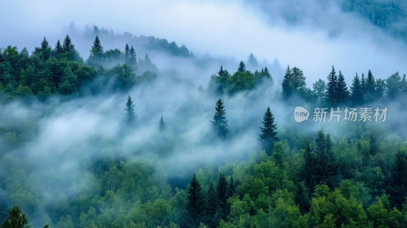 清晨云雾缭绕的山林自然风景