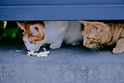 南京拍摄的流浪猫咪