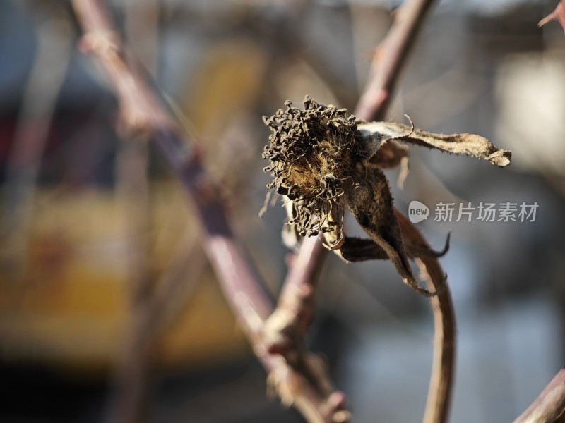 枯萎的植物特写展现生命的凋零