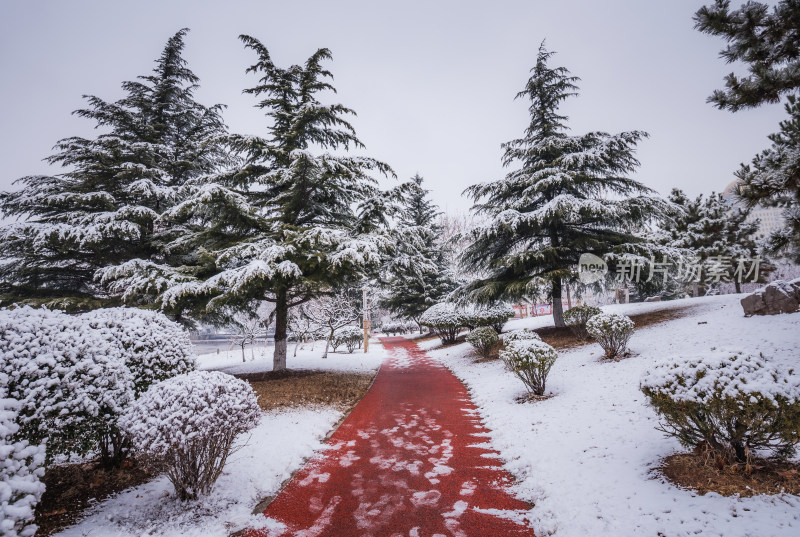 下雪了城市公园自然风景