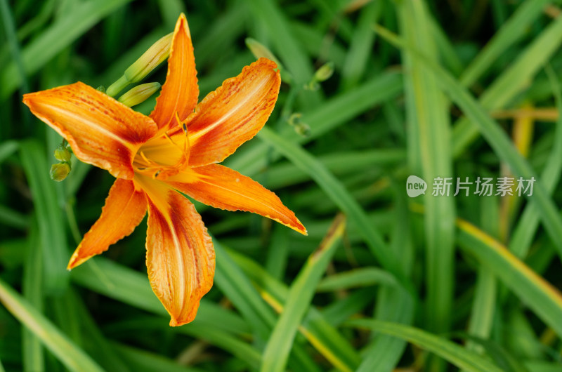花丛中一朵橙色的萱草，又称忘忧草、母亲花