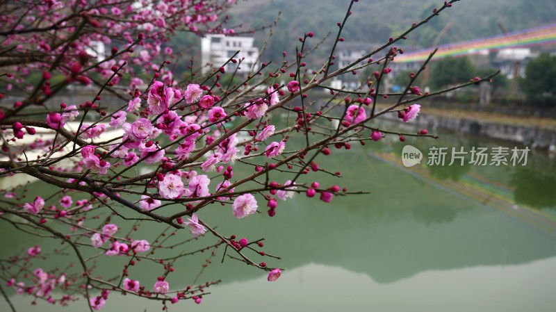 冬梅腊梅梅花花朵盛开