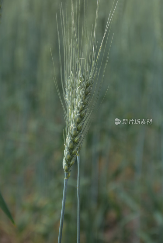 乡村农田小麦麦穗特写