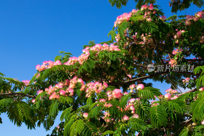 蓝天下芙蓉树鲜花盛开