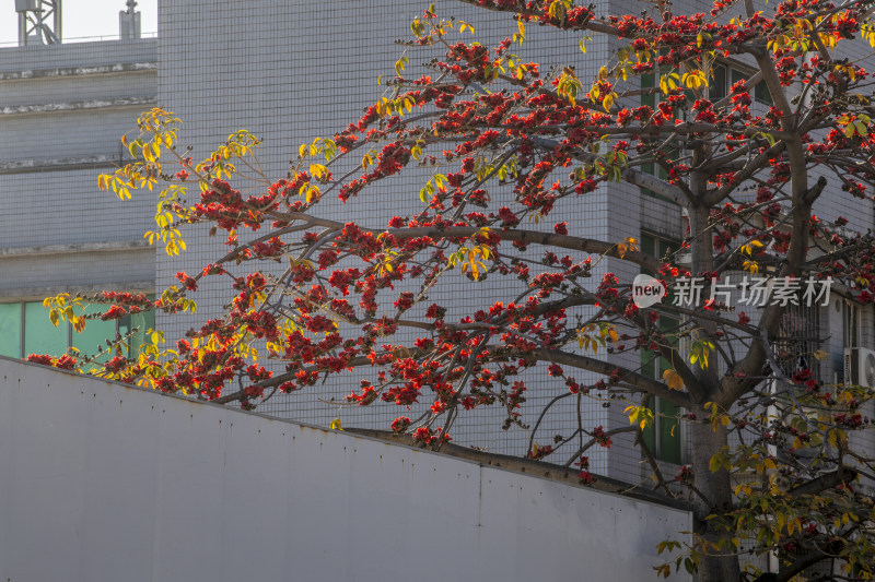 春天南粤盛开的木棉花