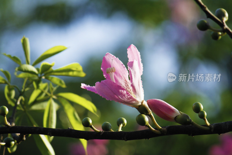 粉色花朵与花骨朵的枝头特写