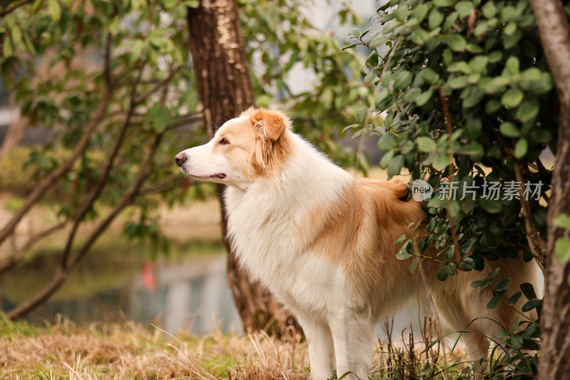 站在湖边的边境牧羊犬