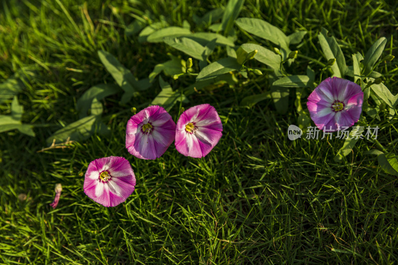 花花草草牵牛花