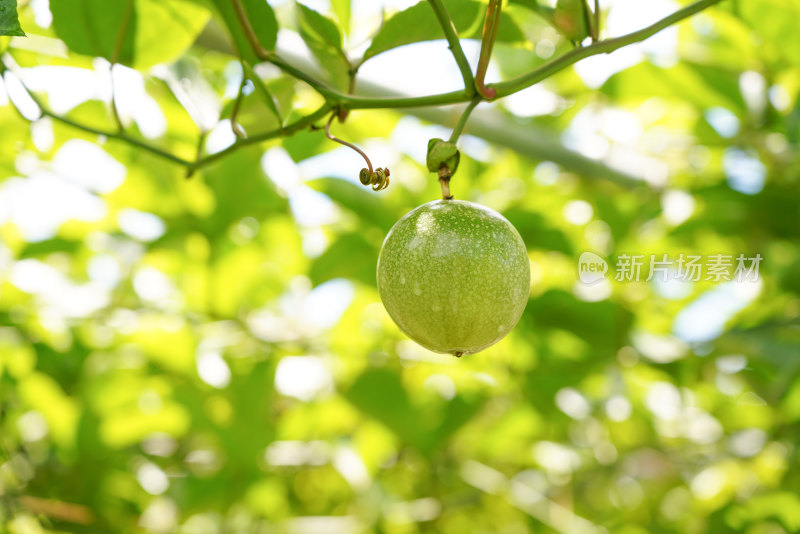 黄金百香果种植园户外生态种植