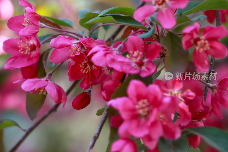 北京元大都春天的海棠花溪