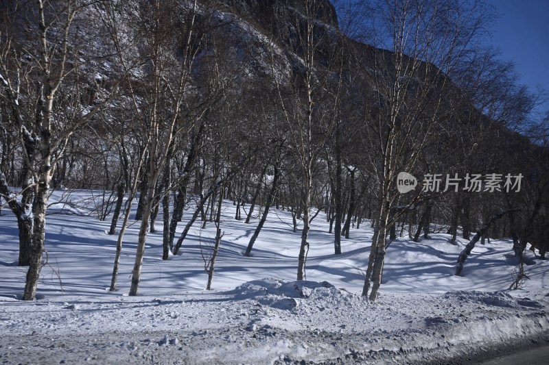 雪后树林景象，地面铺满积雪