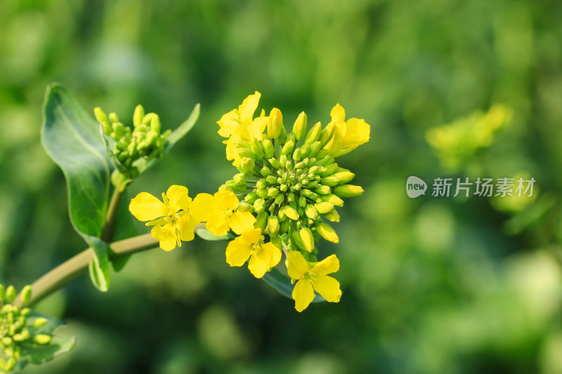 油菜花盛开