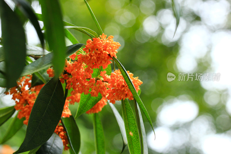 丹桂花枝背景实拍素材