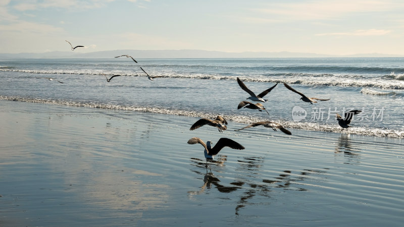 海滩上飞翔的海鸟