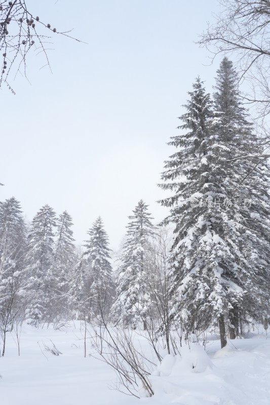 雪乡羊草山雪松