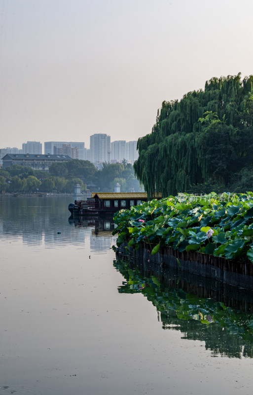 山东济南大明湖风景区自然景观与城市风光