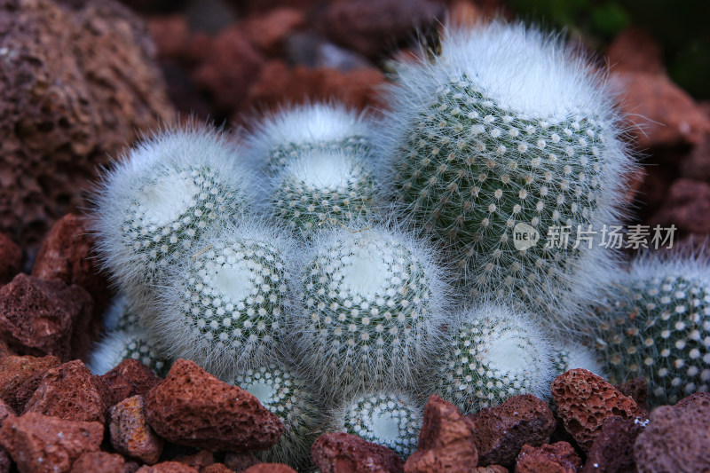 热带植物仙人球仙人掌特写