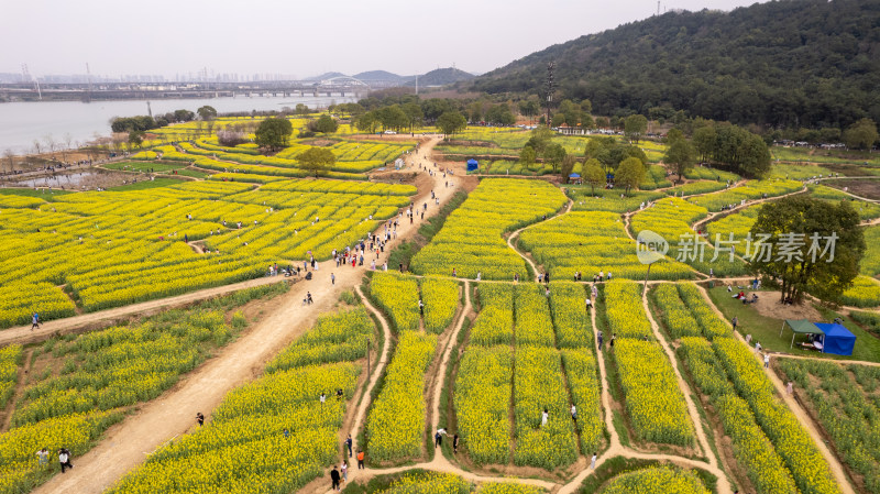 春天武汉森林公园的油菜花海