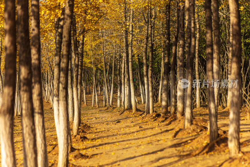 秋日银杏林的光影景致