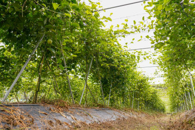 黄金百香果种植园户外生态种植