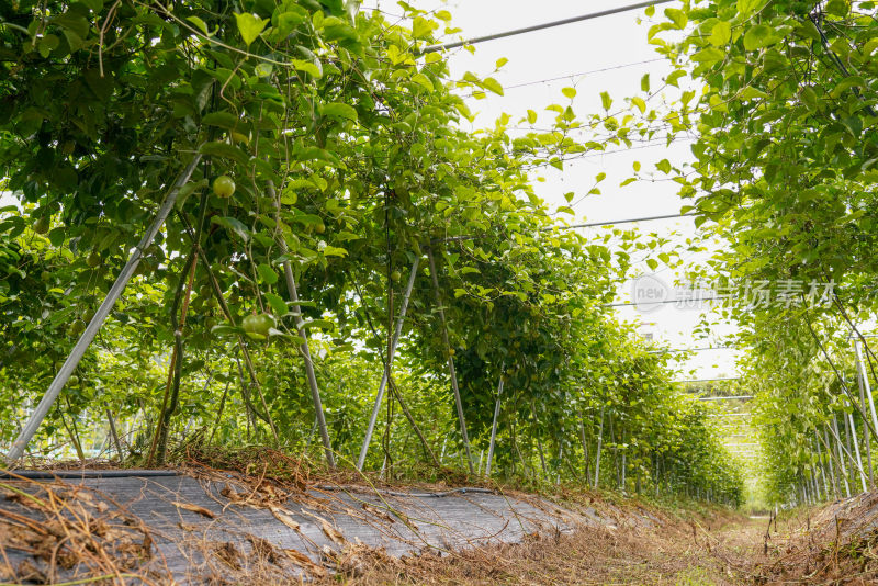 黄金百香果种植园户外生态种植