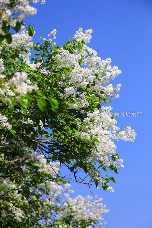 春天四月丁香花花卉开放治愈清新