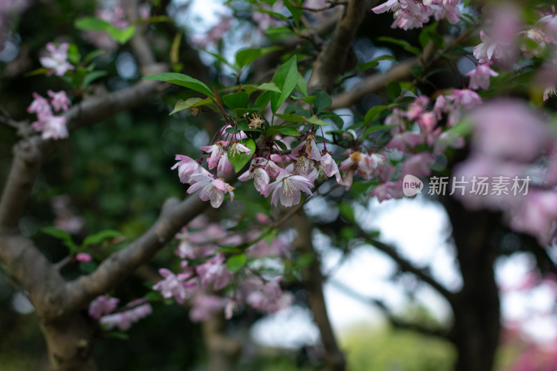 杭州曲院风荷枝头绽放的海棠花特写