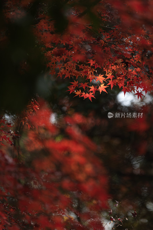 秋天红色枫叶唯美意境