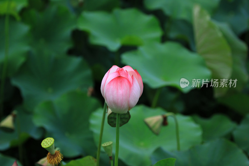 含苞待放的荷花花骨朵