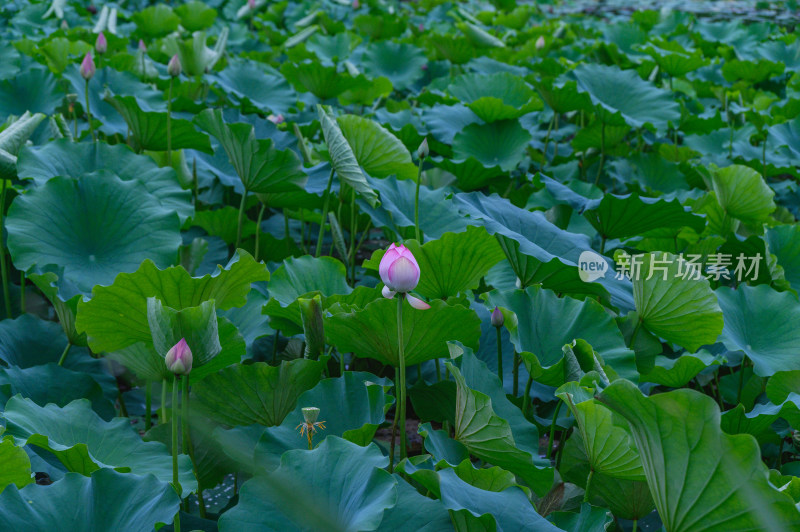 夏季荷塘荷花莲蓬荷叶特写