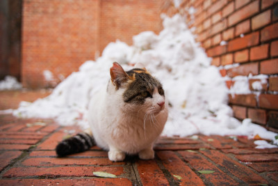 户外猫冬季雪堆地面墙角