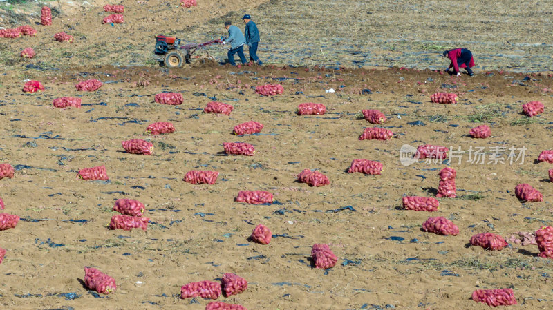 农村农民田野红薯种植农业丰收
