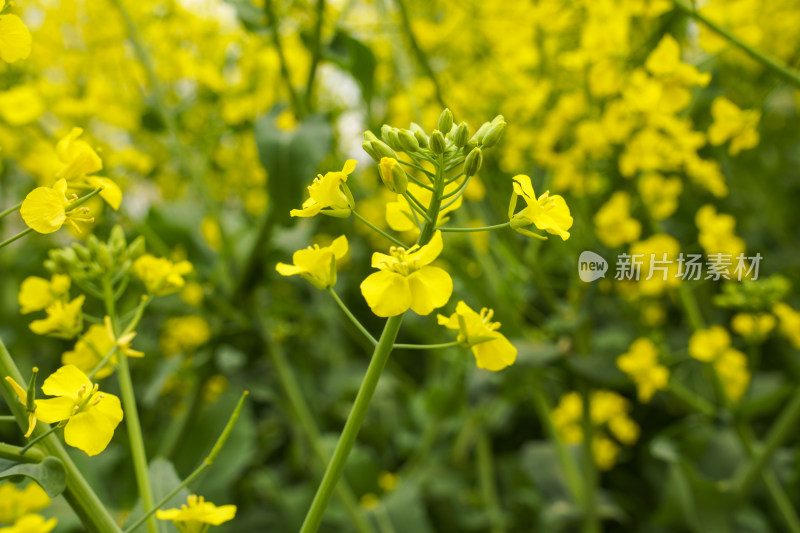 金黄油菜花