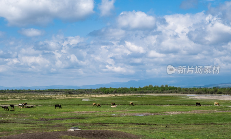 新疆伊犁昭苏蓝天白云下的草原和河流