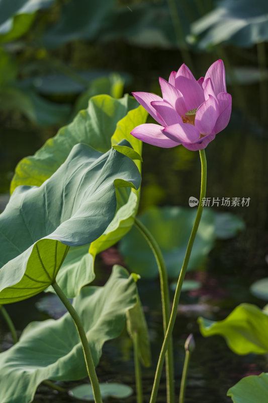 杭州西湖风景区曲院风荷荷花风景