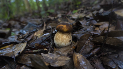 高清拍摄森林里正在生长的蘑菇牛肝菌