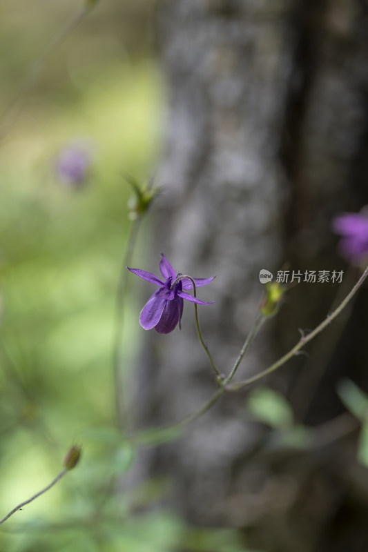 夏季山林里生长的紫色野花