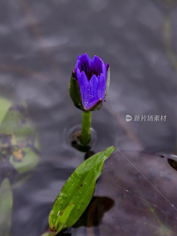 花，莲花，睡莲，美丽的花