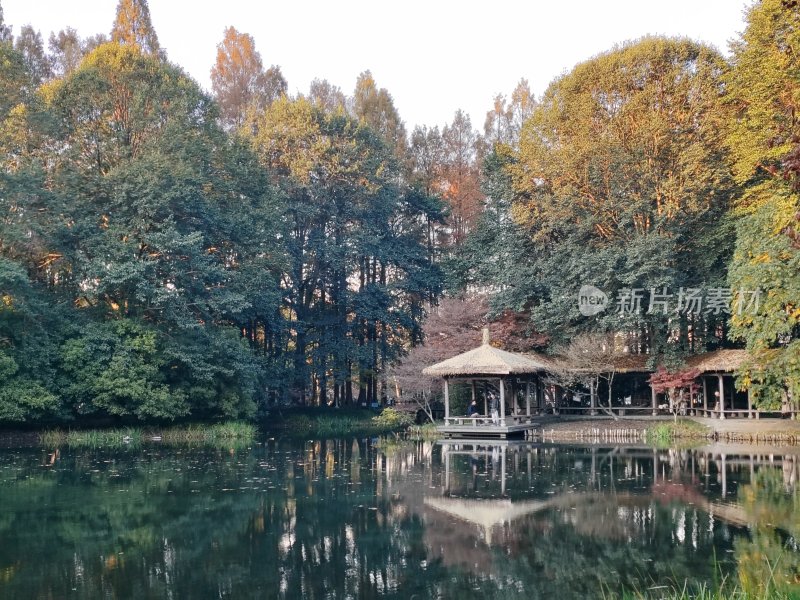 树林边临水而建的特色凉亭景观