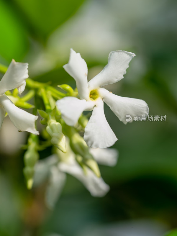 春天的风车茉莉白花特写