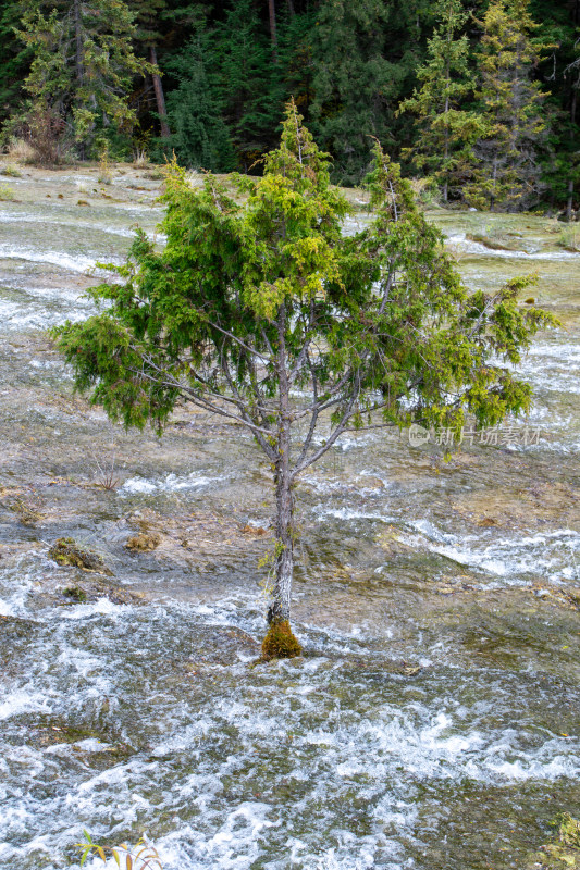 九寨沟珍珠滩流水中的树