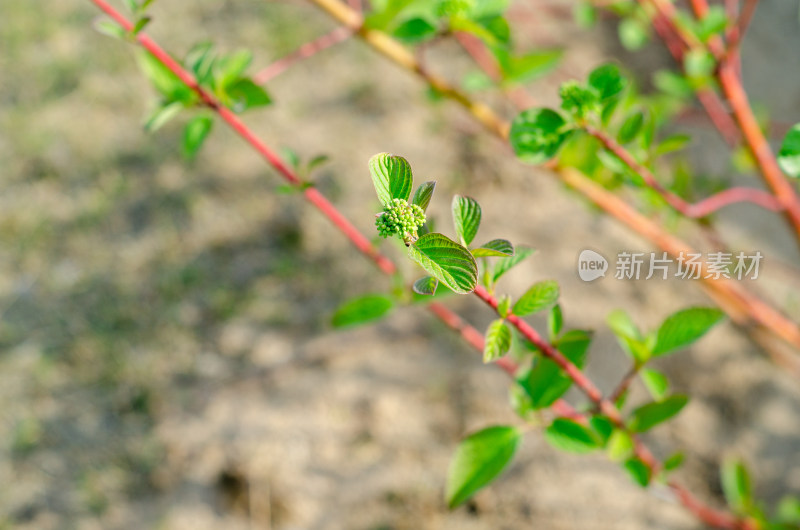 一枝红瑞山茱萸花投影在地面