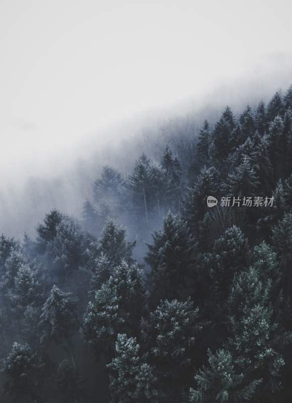 大自然森林树木旅行徒步野营