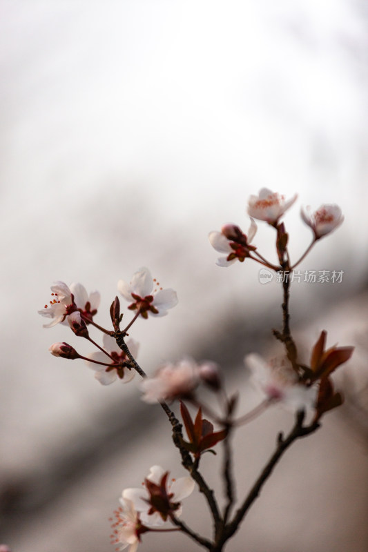 杭州钱塘江畔绽放的粉色李花特写