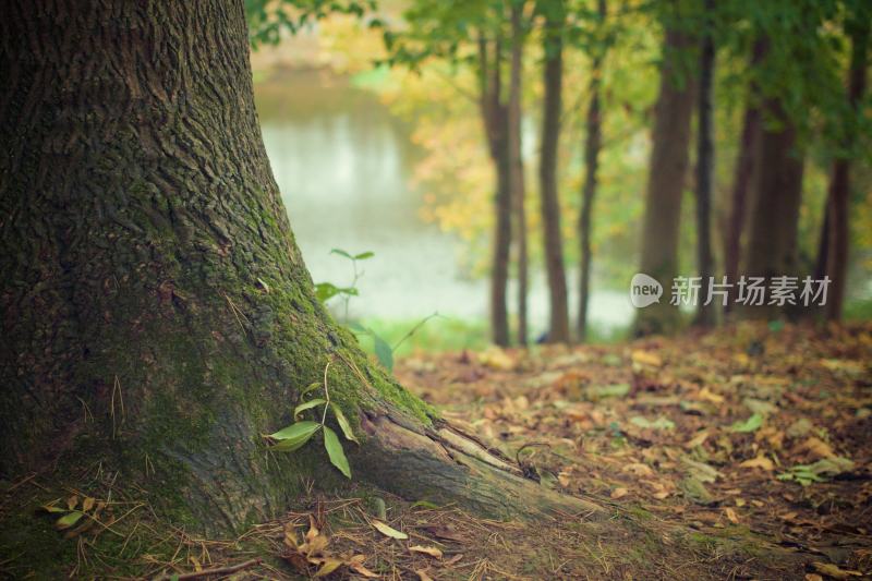 大自然森林树木旅行徒步野营