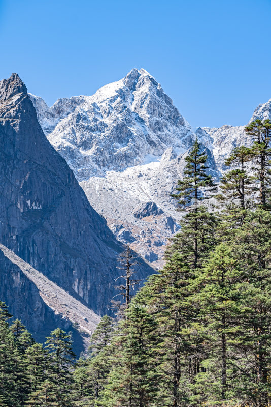 高原雪山松树