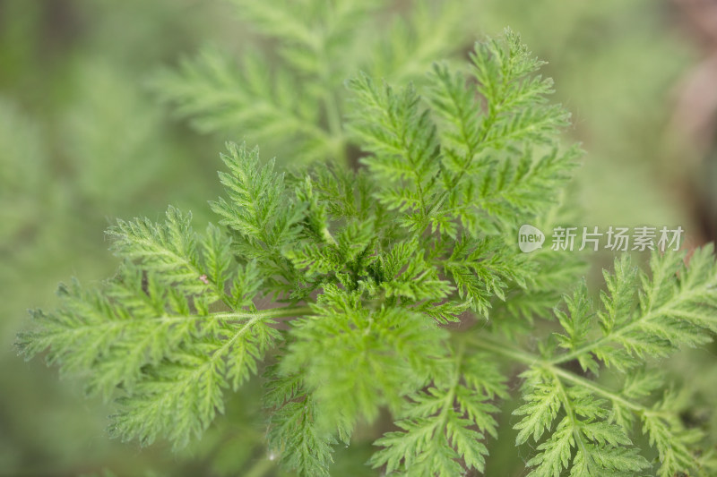 青蒿植物